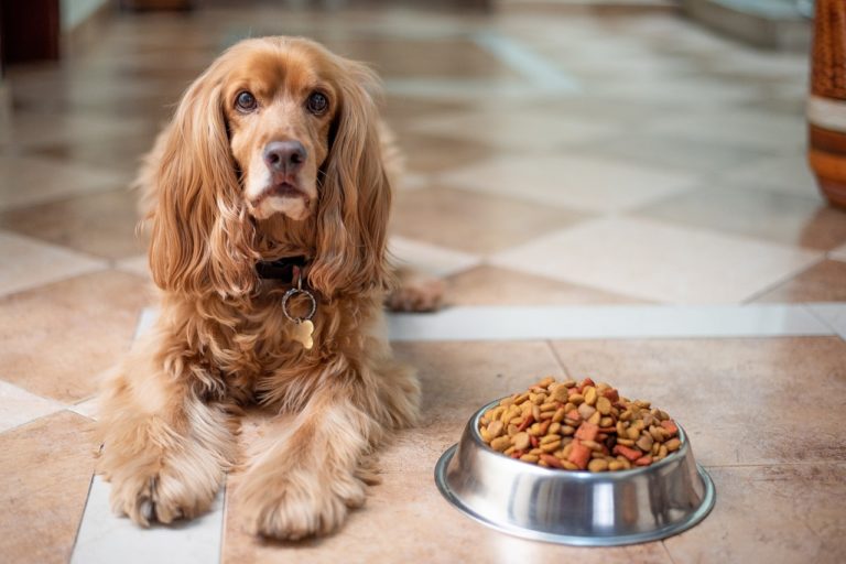 От каква храна за кучета се нуждае вашия домашен любимец